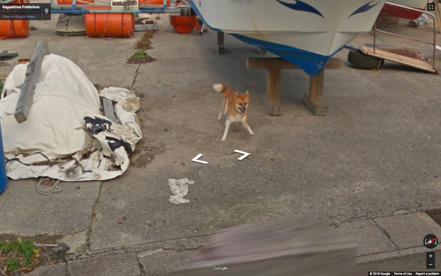 The rest of the street view photos basically play out as a slide show of a dog getting VERY EXCITED and chasing a car, as dogs do.