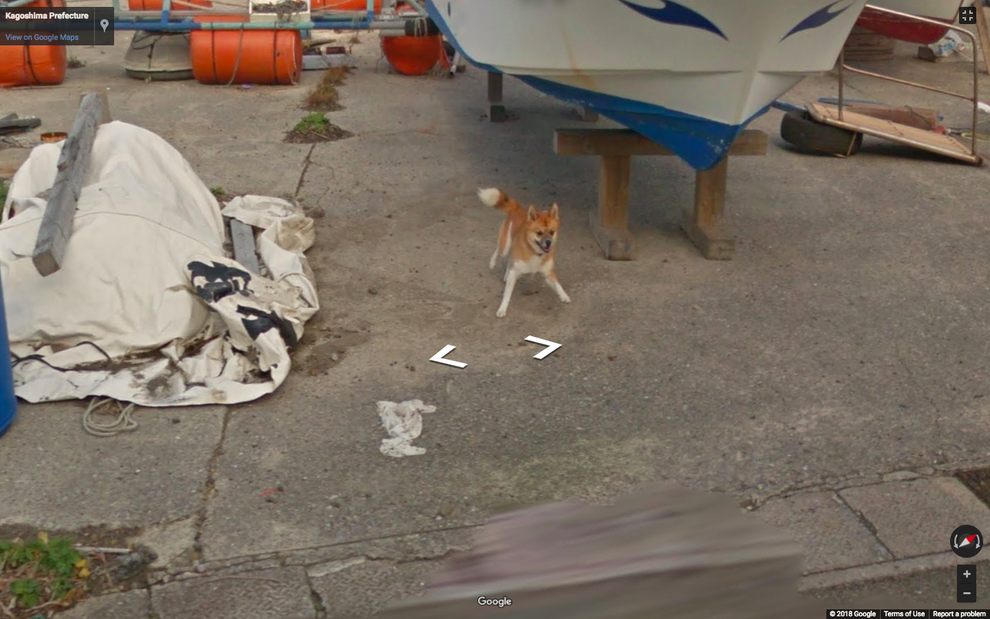 Dog chasing google 2024 street view car