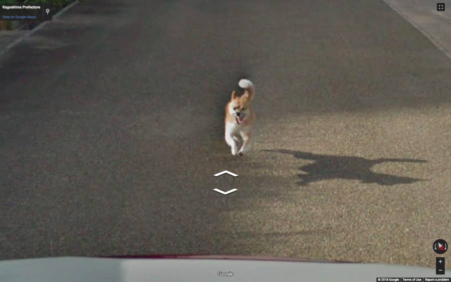 Dog chasing clearance google maps