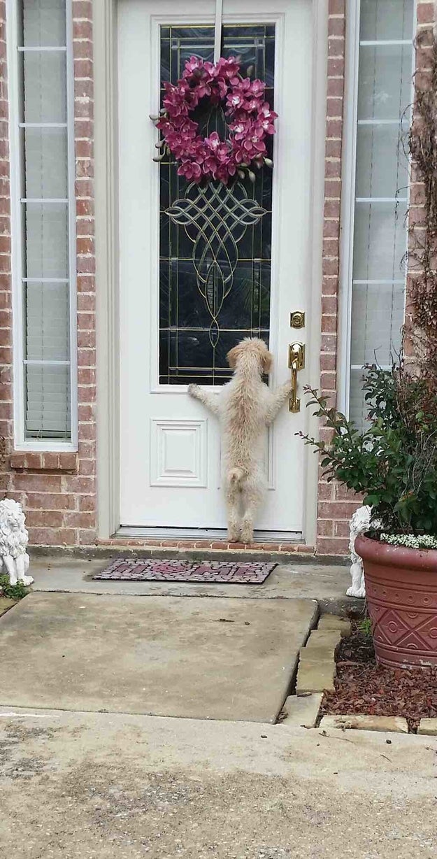 This dog who ran away from home, forcing his owner to go on a search for HOURS...only to come home and find this.