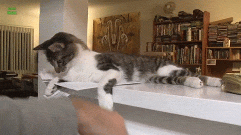 ついに判明！ なぜ猫はテーブルの上から物を落とすのが大好きなのか問題