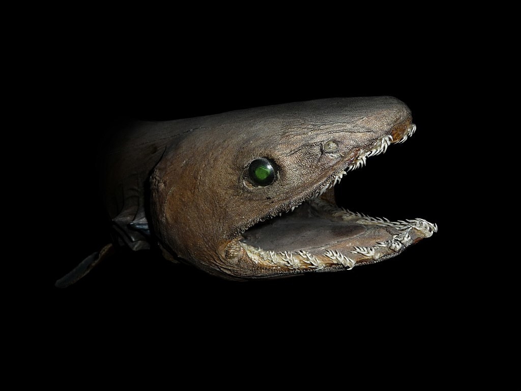 21 Creatures From The Deep Sea That Will Absolutely Give You