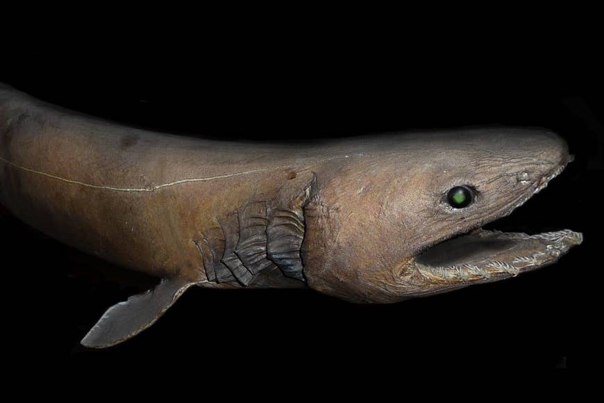 15 Coolest Deep-Sea Fish, Ranked