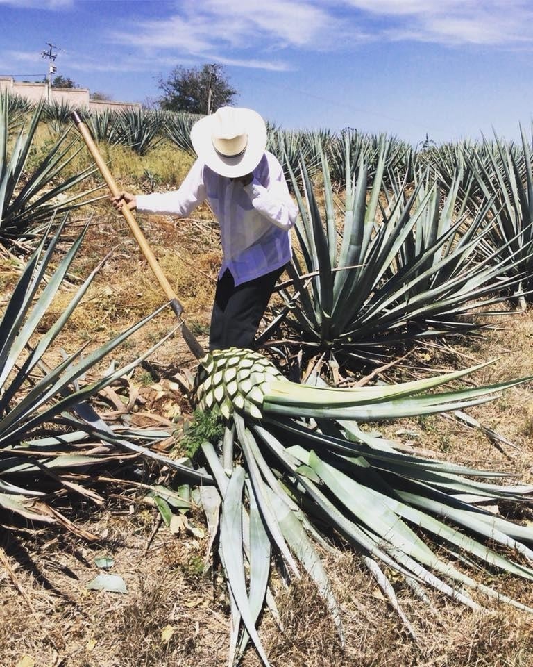 It all starts with the harvesting of blue agave by the jimadores, who use a circular, flat-bladed knife called coa to cut away the leaves from the agave core. It takes between 10 and 12 years for agave to grow to its full size.