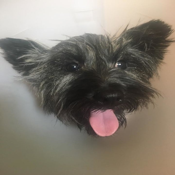 This Woman Says A Chunk Of Her Dog S Face Fell Off During A