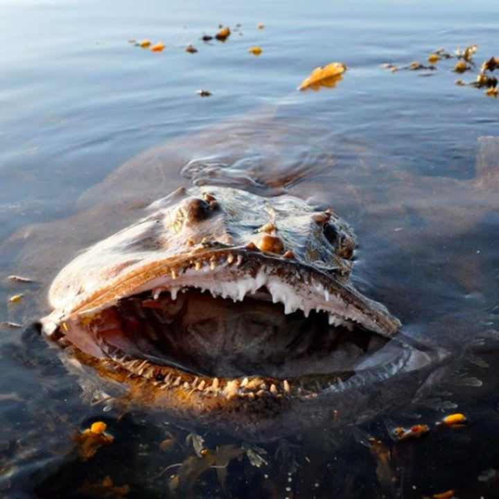 21 Creatures From The Deep Sea That Will Absolutely Give You Nightmares