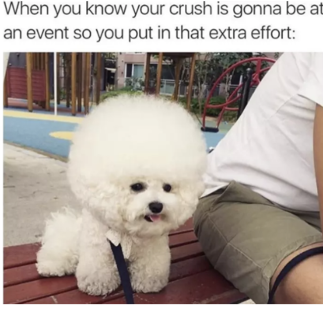 100 Pet Memes That Will Make You LOL Over And Over Again