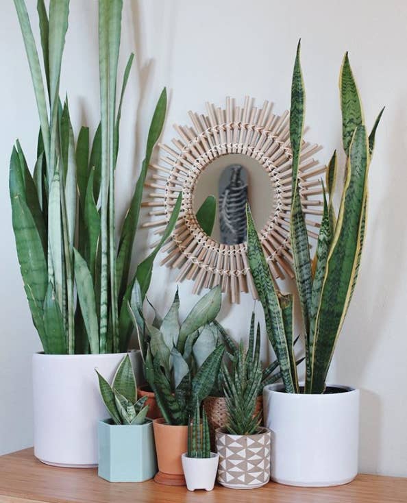 A Guide To All The Trendy Houseplants You're Seeing Over Instagram