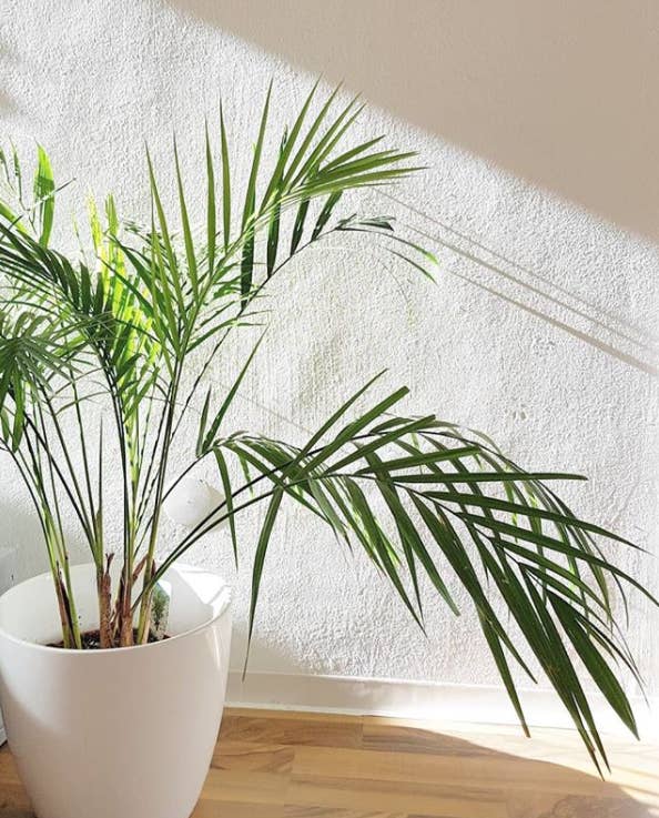 A Guide To All The Trendy Houseplants You Re Seeing All Over Instagram