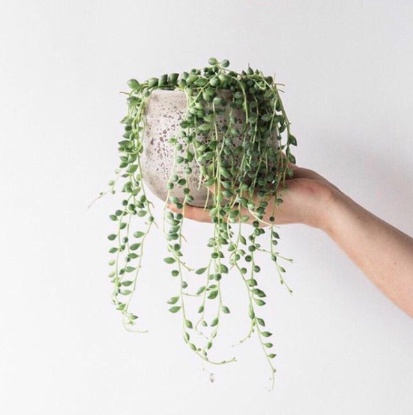 A Guide To All The Trendy Houseplants You're Seeing All Over Instagram