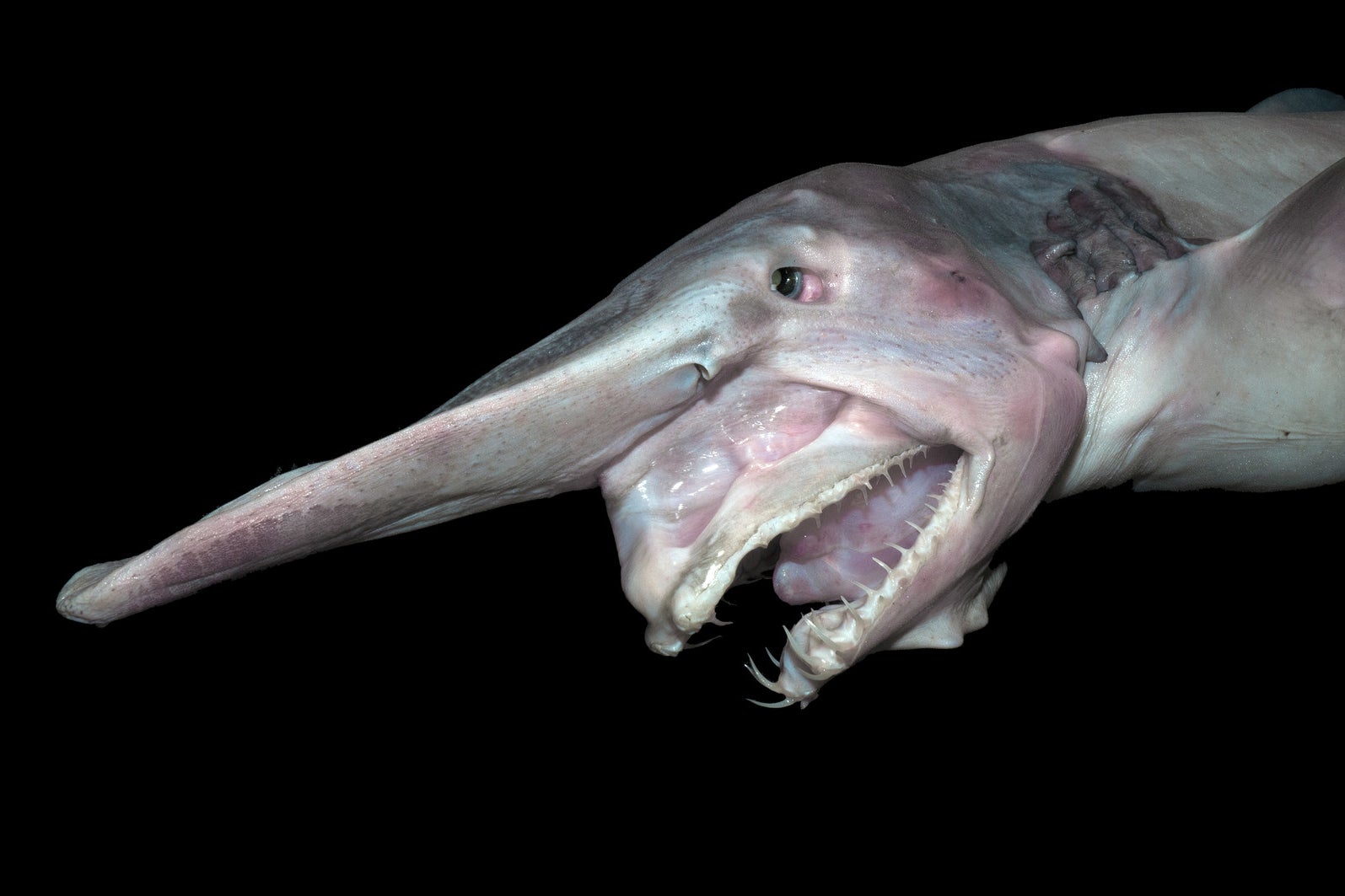 terrifying real sea creatures