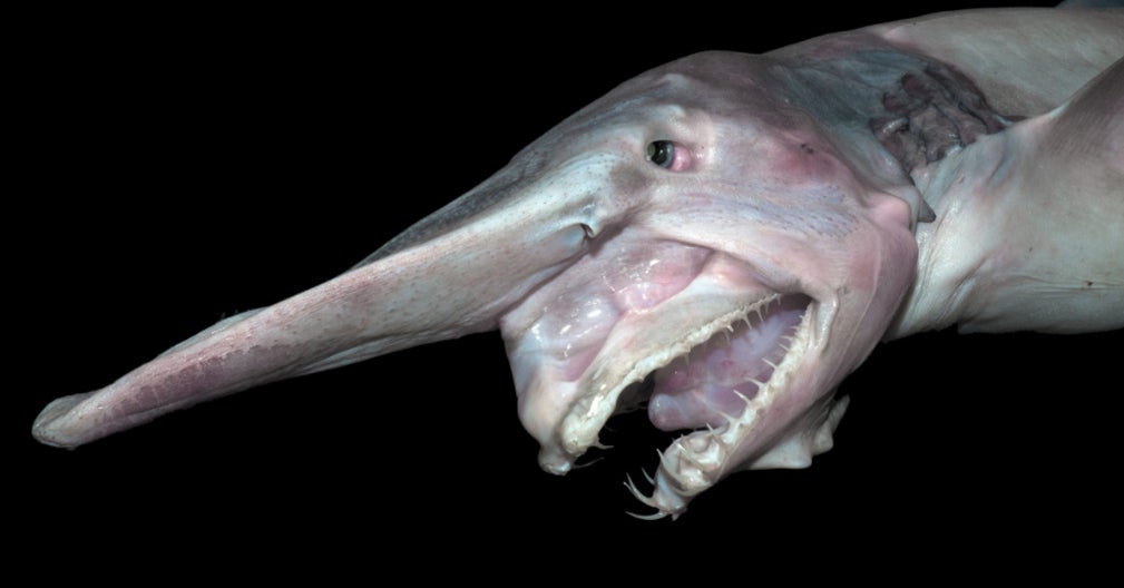 21 Creatures From The Deep Sea That Will Absolutely Give You