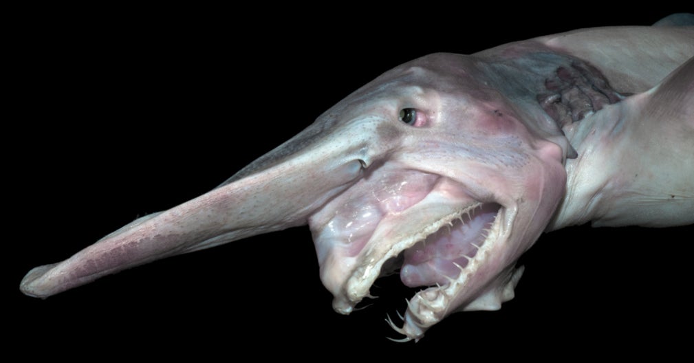 21 Creatures From The Deep Sea That Will Absolutely Give You