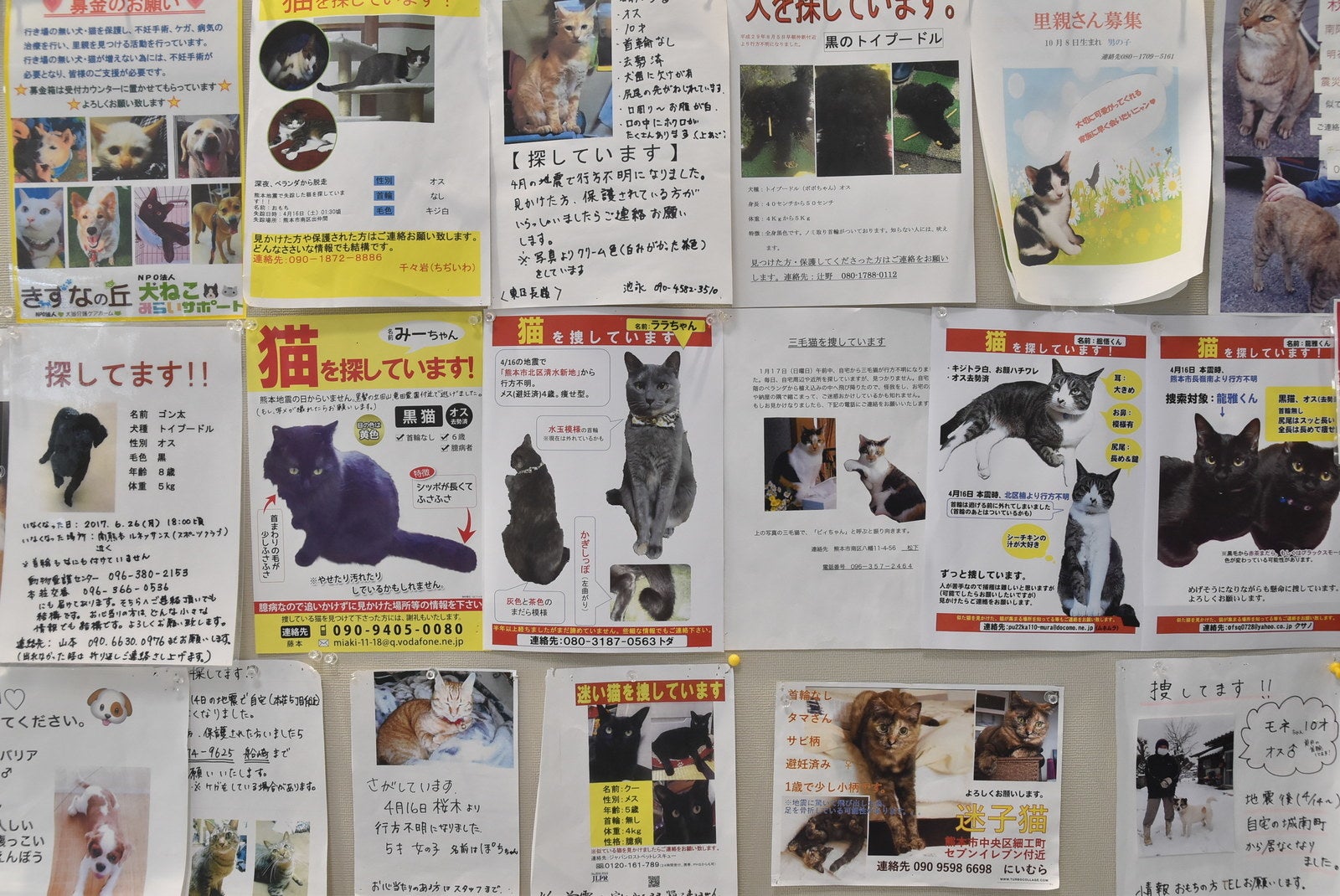 わんちゃん ねこちゃん迷子札 (震災などに) わんちゃん ねこちゃん迷子札 (震災などに) 【公式通販】
