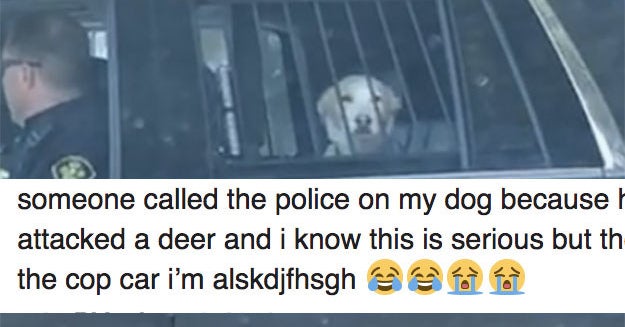 This Dog Got Detained For Chasing A Deer And His Reaction Is Everything