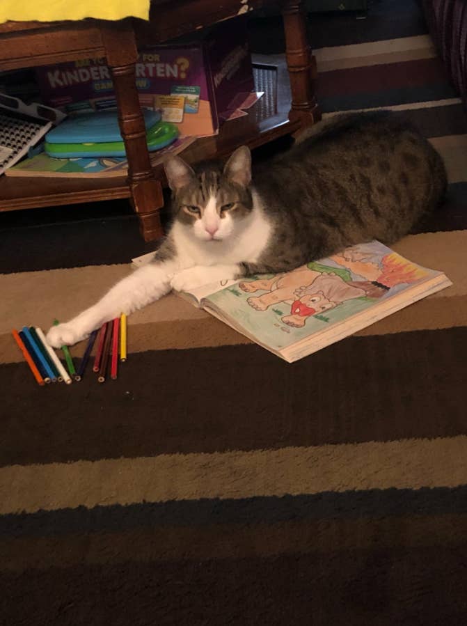 People Are Sharing Pictures Of Their Cats In Response To This 18 Year Old S Odd Situation