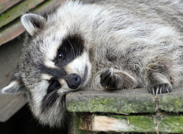 An Indiana woman brought her pet raccoon to a fire station early Friday because she was afraid that it had overdosed on marijuana, officials said.