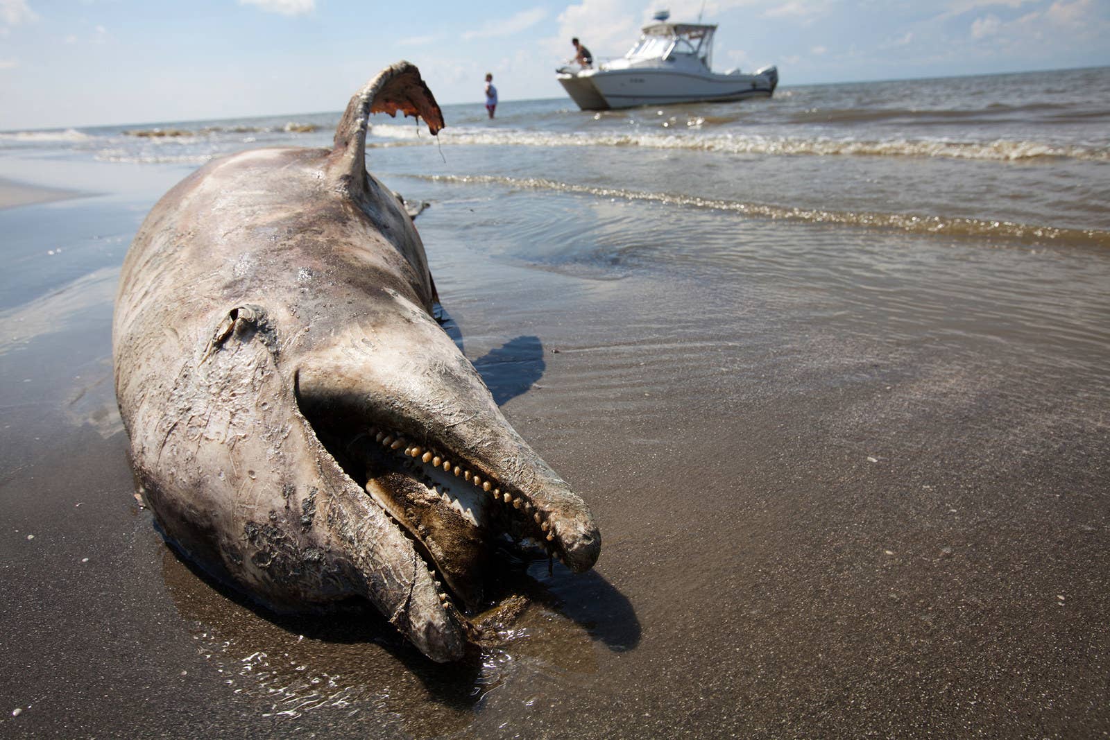 Залив стый смех. Вымирание морских животных. Морские обитатели в нефте. Вымирание животных из за загрязнения. Катастрофа в мексиканском заливе 2010 животные.