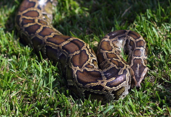 fernandina island racer snakes