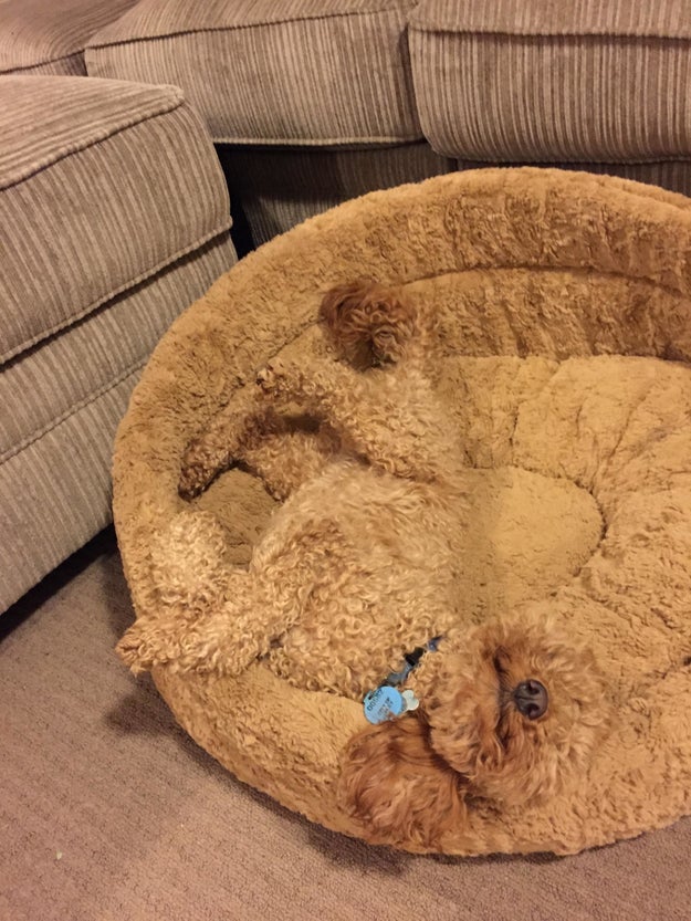 Nice dog bed... if only there was a dog in it:
