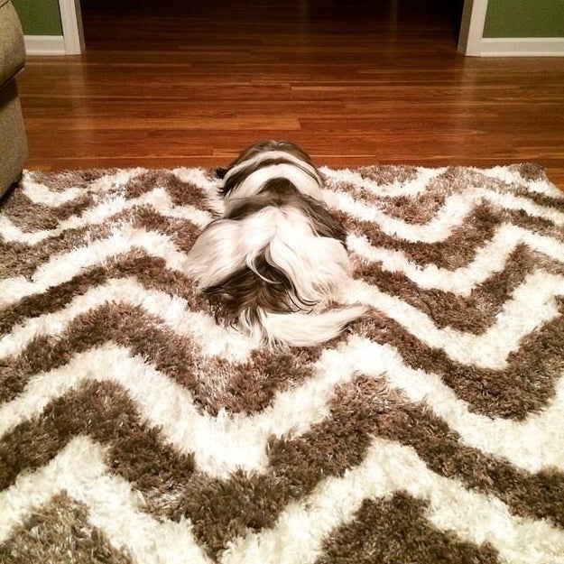 Nope, just a carpet here: