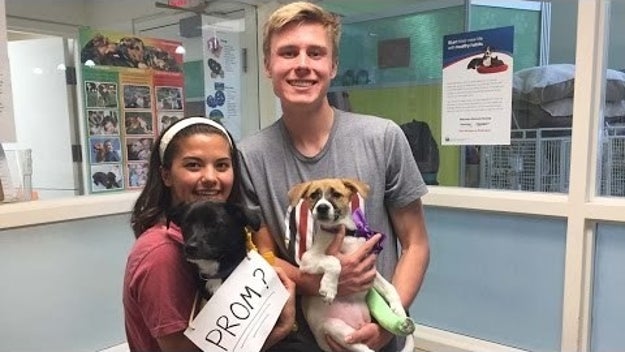 ZOMG he frickin' took her to an ANIMAL SHELTER and promposed with RESCUE PUPPIES. I AM NOT FINE.