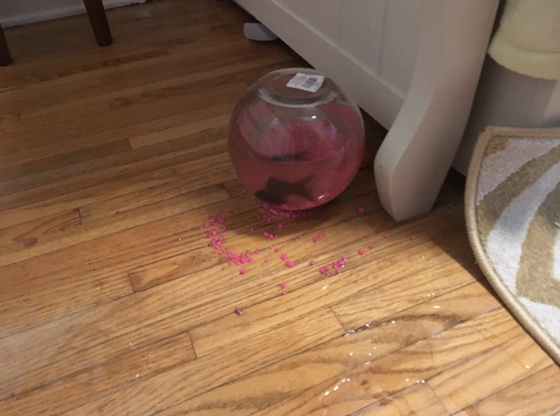 This talented cat who knocked over a fish bowl in a surprisingly impressive manner: