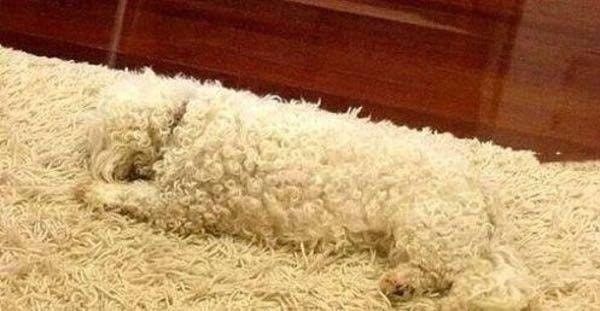 Great, great carpet: