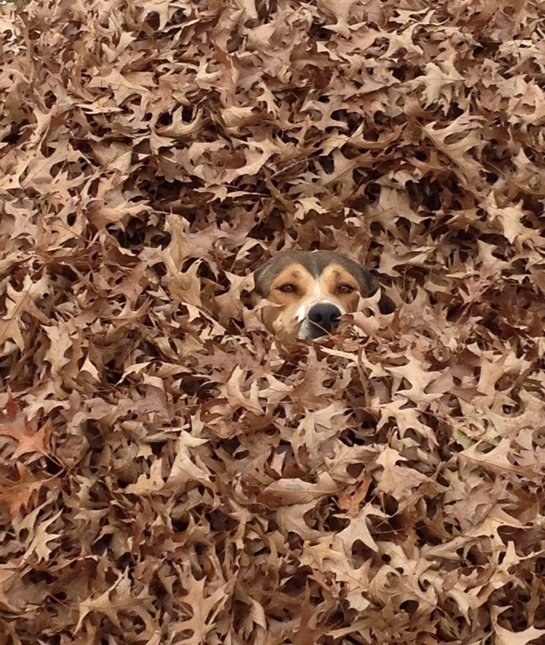 Wow, what a great pile of leaves and ONLY LEAVES:
