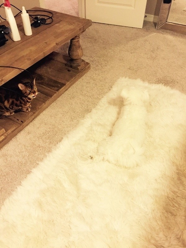 Wish I could get this rug's autograph: