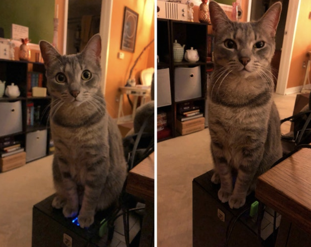 This cat who made their owner lose 40 min of work because their computer has an upward facing power button: