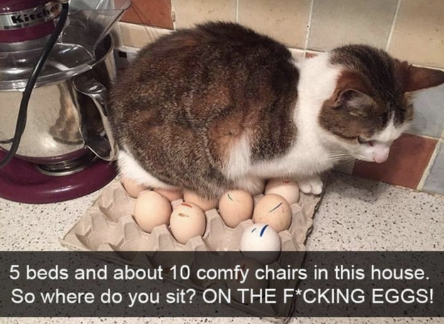 This cat cosplaying as a chicken: