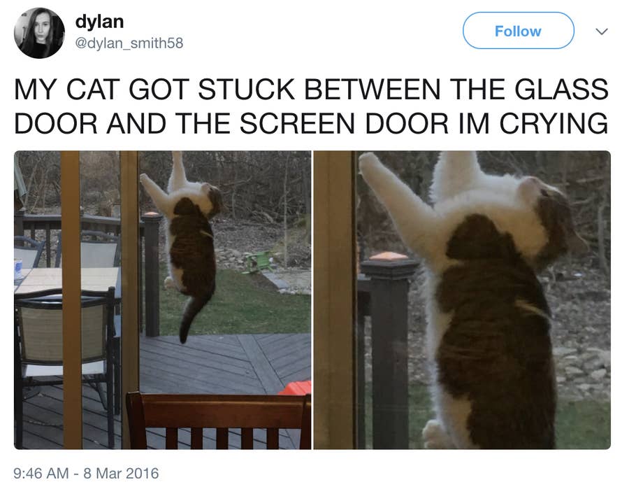 19 Cats Who Fucked Up, The Most Hilarious