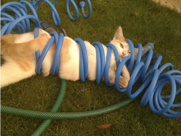 This kitty who was clearly attacked by the garden hose:
