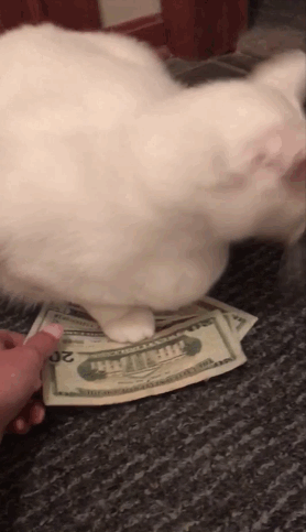 This cat who was keeping their owner's money hostage: