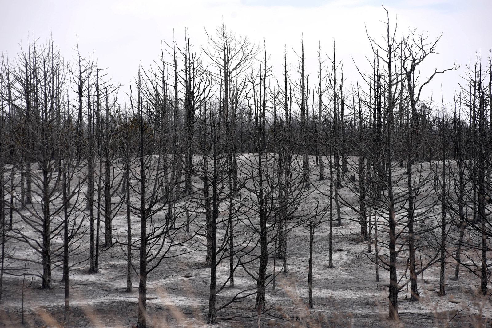 Dozens Of Homes Have Been Destroyed In Deadly Wildfires That Are Now ...