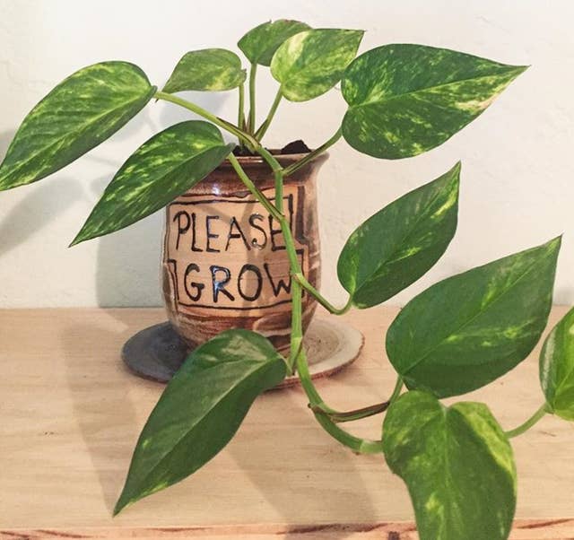 photo Trendy Plants 2020 a guide to all the trendy houseplants