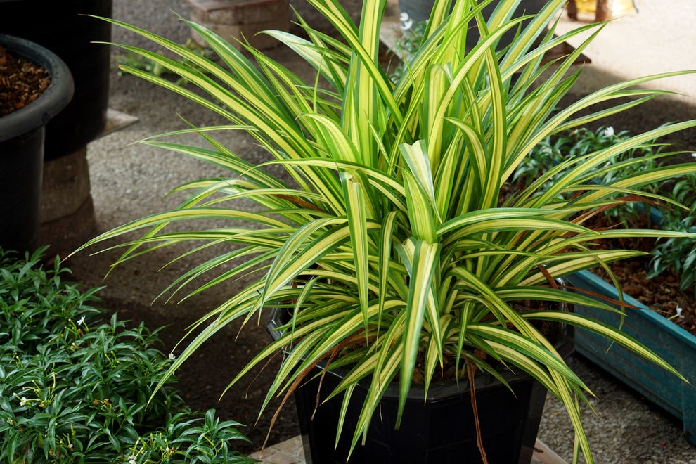 15 Stylish Houseplants That Actually Thrive In Low Light