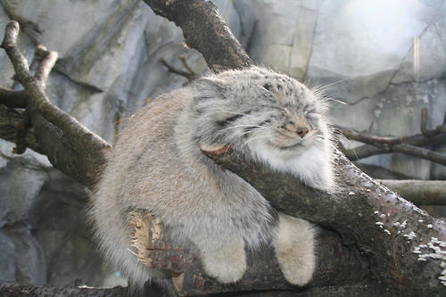 Hi. Are you aware of Manul cats?