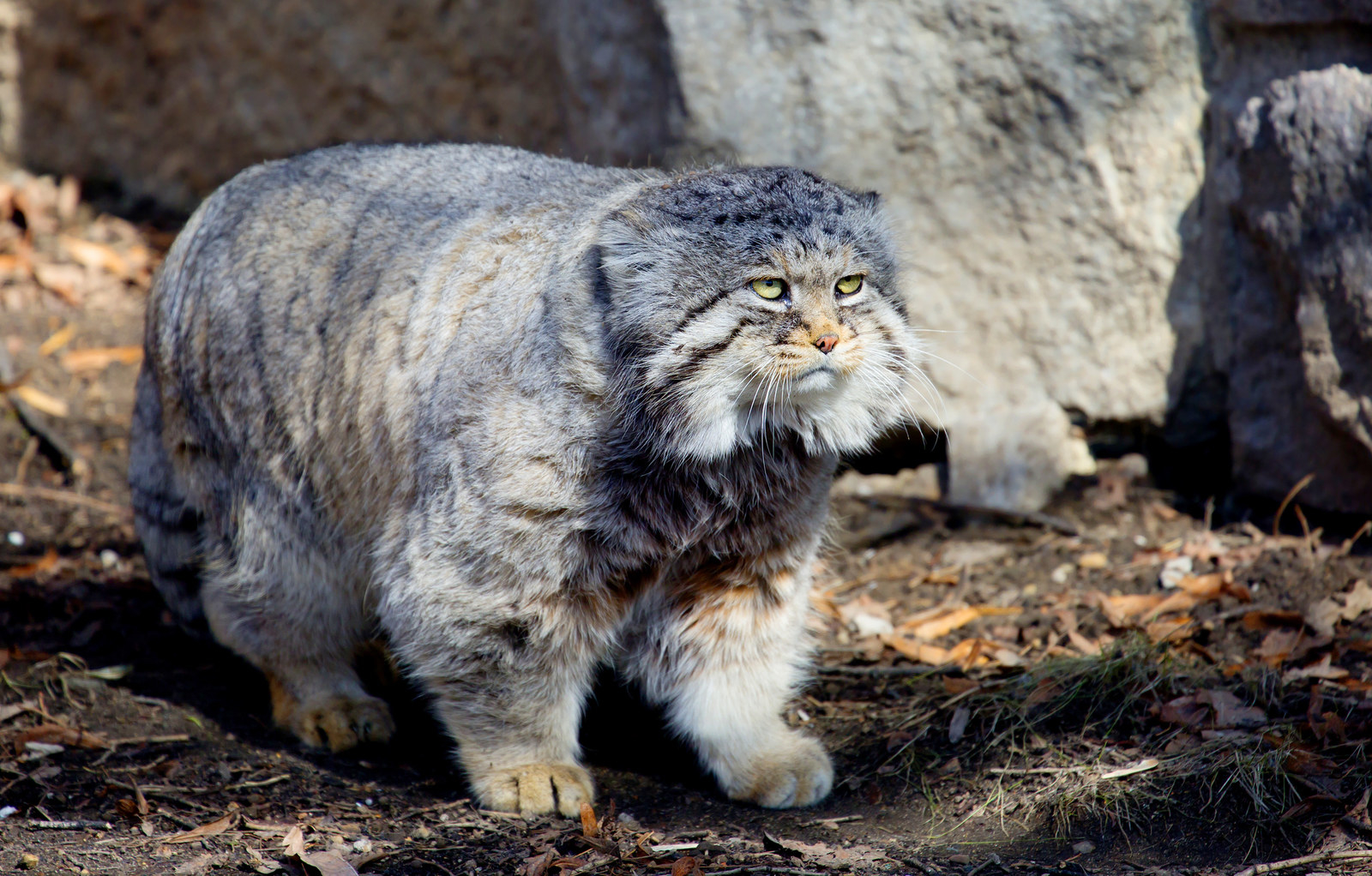 Weird Science on X: Pallas cat: a wild Central Asian feline about
