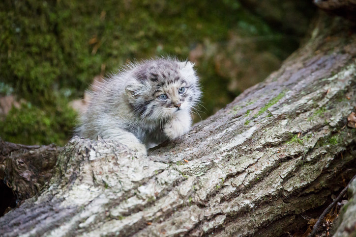 It's Isabel! Similar in size to a housecat, the Pallas's cat is a