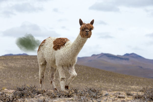 I'm happy to report that although llamas fart, their farts don't smell too bad — that is, according to people who've smelled them.