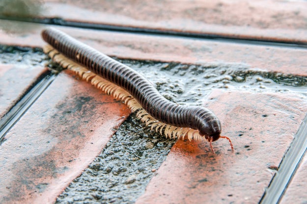 Millipedes also fart, but given that the size of their farts is proportional to the size of their bodies, you'll probably never have to worry about smelling them.