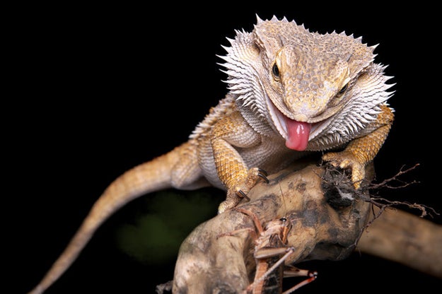 Between their beard and their butts, bearded dragons are repulsive at both ends.