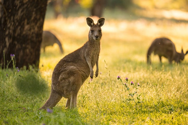 Kangaroos also fart, but unfortunately not as a propulsion mechanism to jump, which would be amazing.