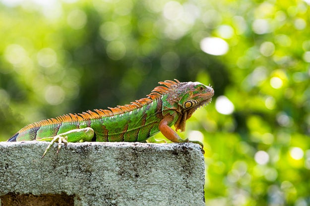 Iguanas fart too, and because knowledge is power, I should also tell you that the more fiber they eat, the "wetter" their farts sound. 🙃