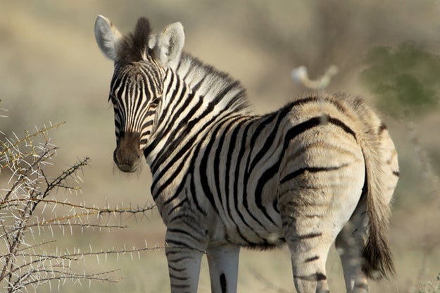 Zebra farts are so loud that you can literally hear them "from long distances across the plains of Africa" — the perfect soundtrack to a safari vacation!