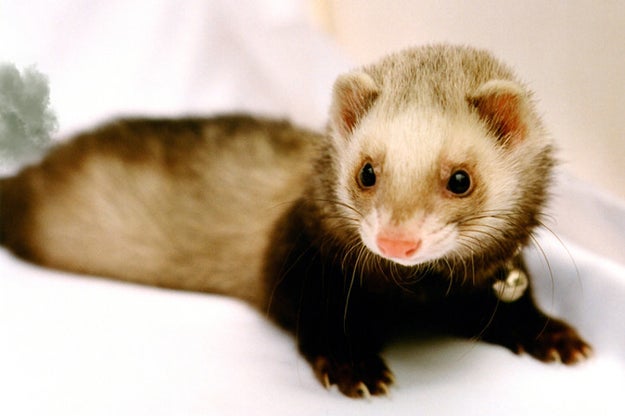 Ferrets occasionally startle themselves when they fart (or maybe they're just looking around for someone else to blame).