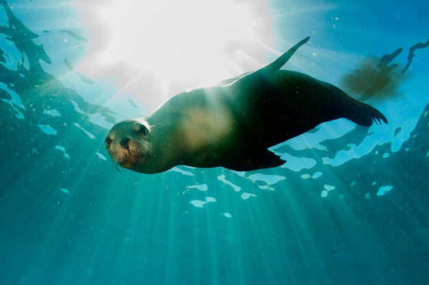 Not only do sea lions have the smelliest farts out of all million+ animal species, but their farts also — *holds nose* — smell like rotten fish.