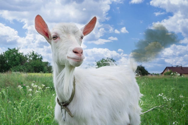 TBH, I've always mistrusted goats, but now I feel totally justified: A plane full of them once had to land because they farted so much the fire alarm went off. 💨🚨